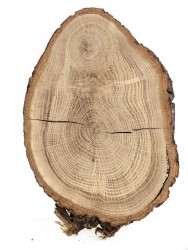 Спил дерева дуб d 13-20 см. ТВ-930