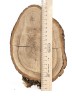 Спил дерева дуб d 13-20 см. ТВ-930