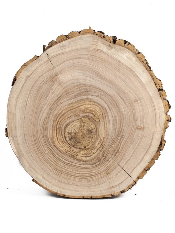 Спил дерева ясень d 34-36 см ТВ-997