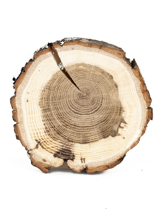 Спил дерева дуб d 11-13 см ТВ-1355