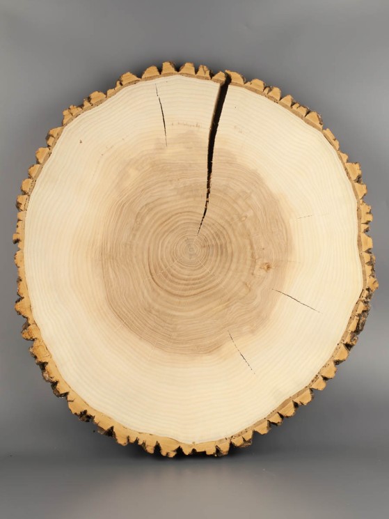 Спил дерева ясень d 43-48 см ТВ-1627