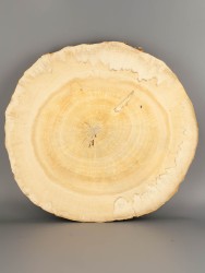 Спил дерева клён d 35-37 см ТВ-1861