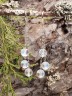 Серьги из иск. опала "Каскад" 03-1073