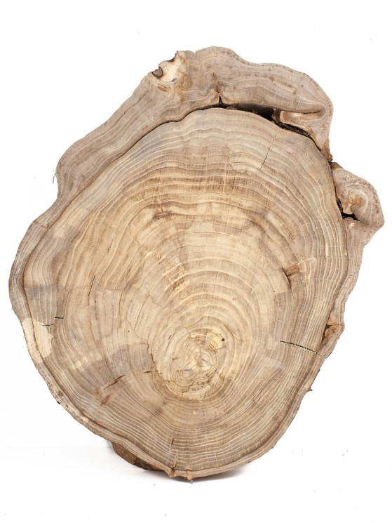 Спил дерева вяз (карагач) d 30-40 см ТВ-1335