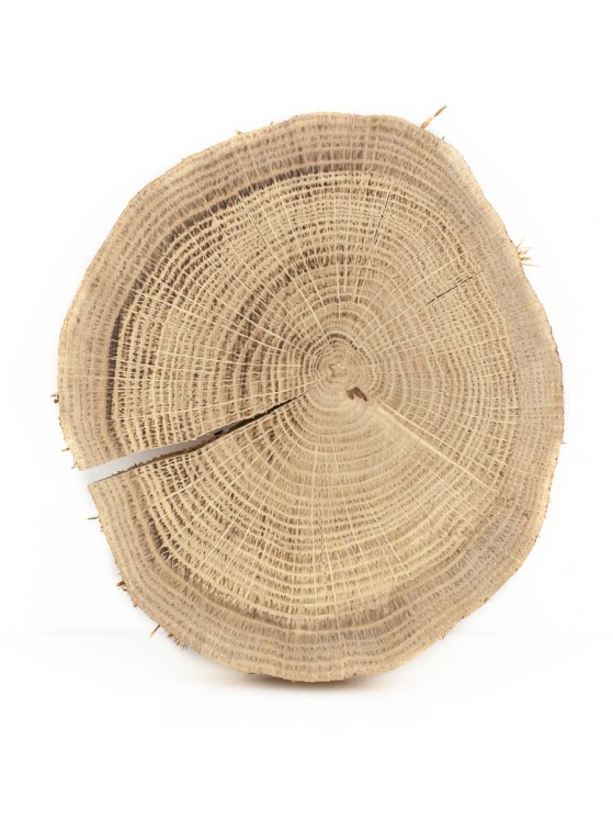 Спил дерева дуб d 11-13 см ТВ-1684