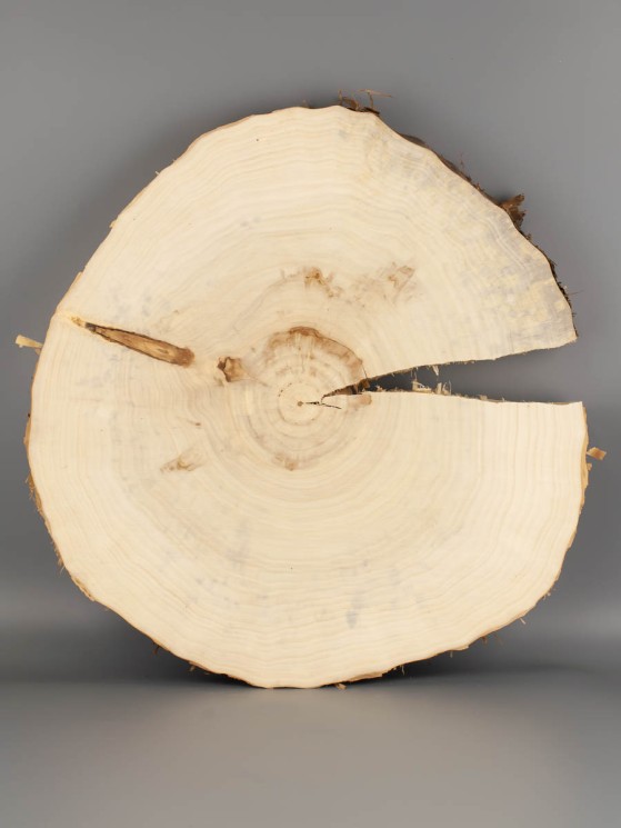 Спил дерева тополь d 37-39 см ТВ-1862