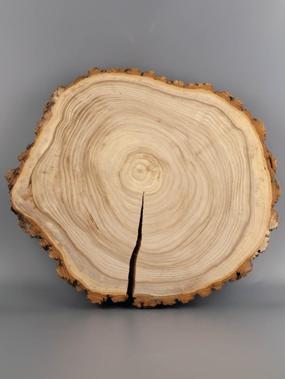 Спил дерева вяз (карагач) d 30-34 см ТВ-1912