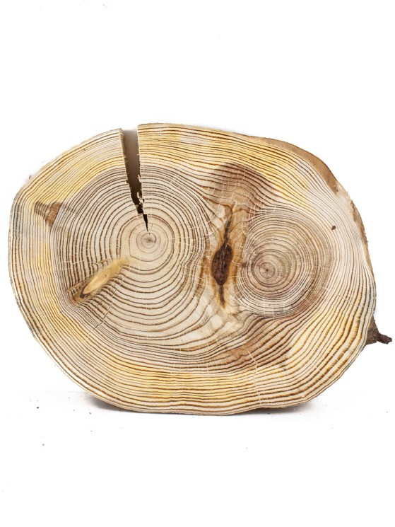 Спил дерева лиственница d 19-25 см ТВ-871