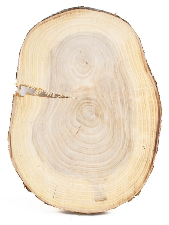 Спил дерева вяз (карагач) d 24-32 см ТВ-1257