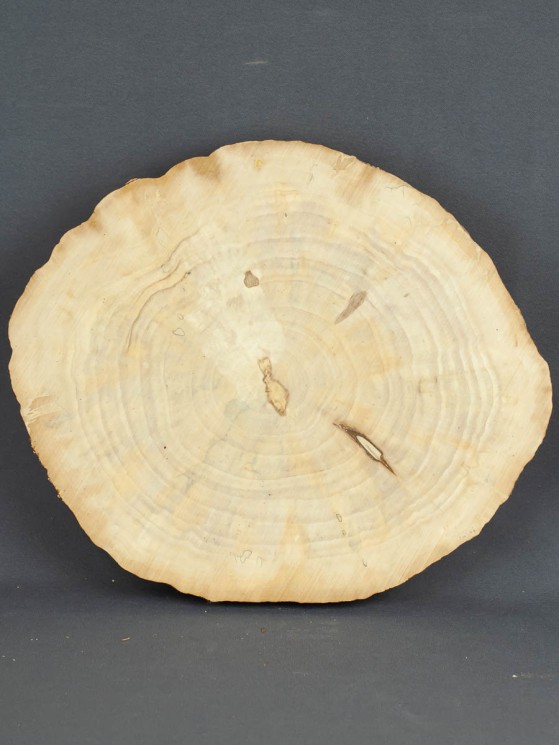 Спил дерева берёза d 19-22 см ТВ-1337