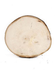 Спил дерева каштан d 14-16 см ТВ-1102