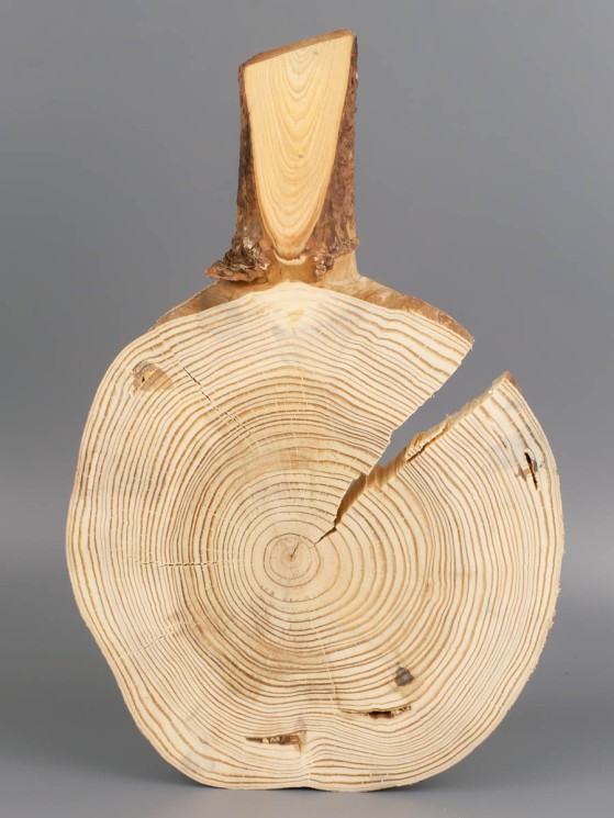 Спил дерева лиственница d 16-24 см ТВ-1916