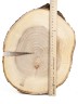Спил дерева вяз d 24-31 см ТВ-785