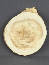 Спил дерева клён d 14-17 см ТВ-1340