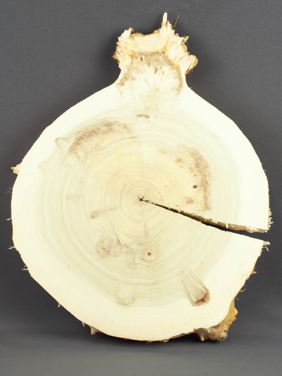 Спил дерева тополь d 28-33 см ТВ-1553