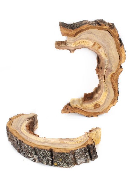 Спил дерева слива d 15-18 см ТВ-1689