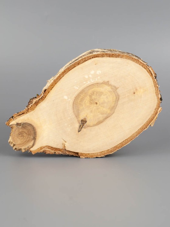 Спил дерева берёза d 10-15 см ТВ-1786