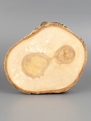 Спил дерева берёза d 12-14 см ТВ-1787