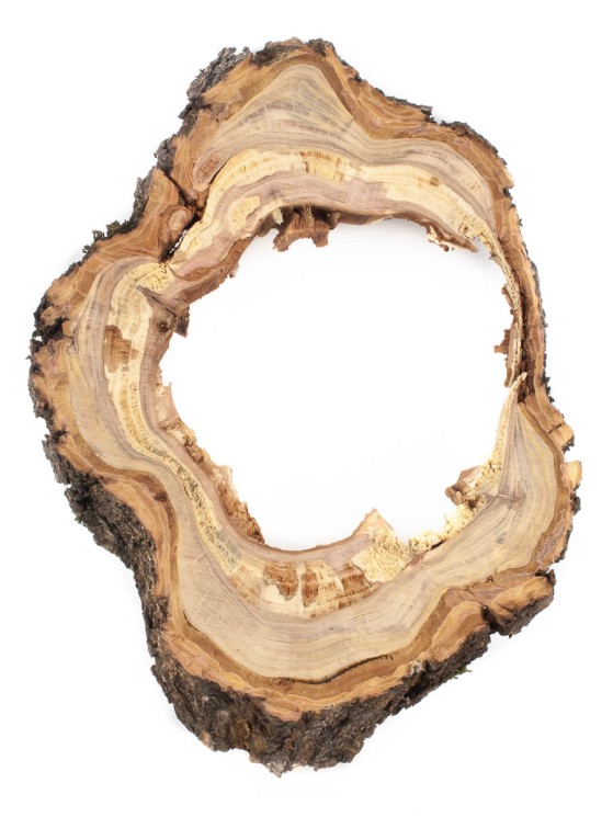 Спил дерева слива d 18-21 см ТВ-1691