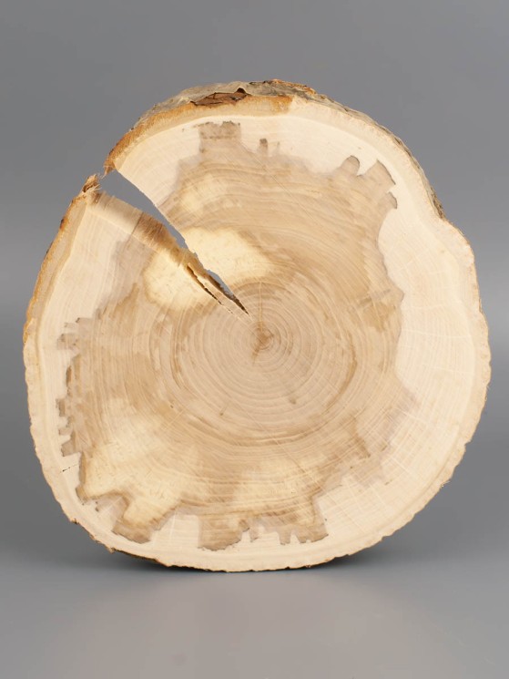 Спил дерева слива d 16-18 см ТВ-1917