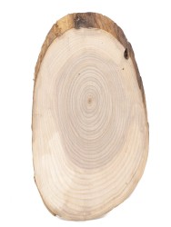 Спил дерева ясень d 11-18 см ТВ-1510