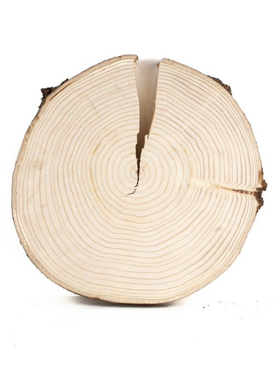 Спил дерева ель d 30-32 см ТВ-876