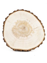 Спил дерева ива d 19-21 см, толщина 20-24 мм ТВ-202