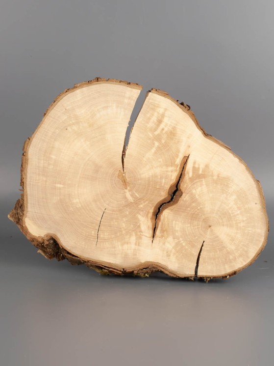 Спил дерева груша d 18-26 см ТВ-1994