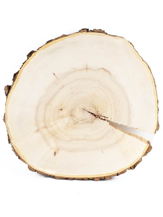 Спил дерева клён d 27-29 см ТВ-1559