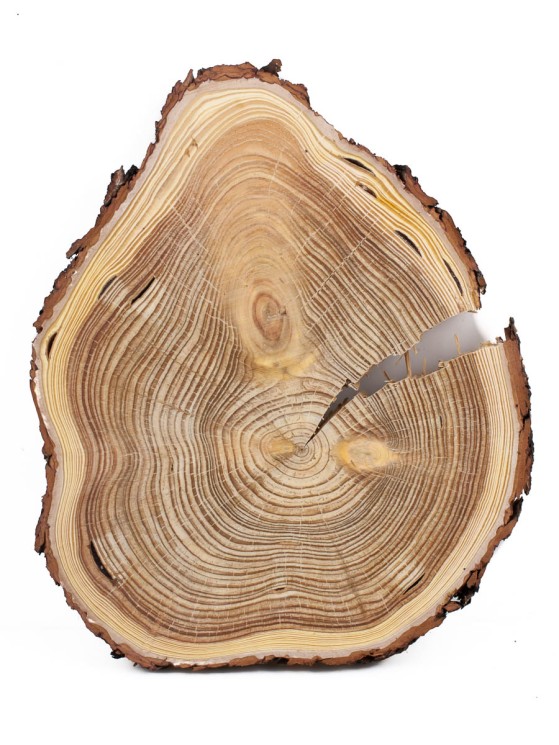 Спил дерева лиственница d 26-31 см, толщина 20-30 мм (1 шт.) ТВ-347