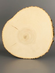 Спил дерева клён d 21-25 см ТВ-1995