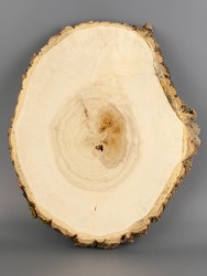 Спил дерева клён d 25-30 см ТВ-2013