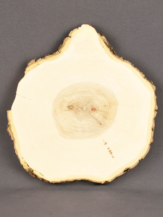 Спил дерева клён d 18-20 см ТВ-1696