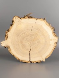 Спил дерева ясень d 21-23 см ТВ-1996