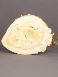 Спил дерева клён d 14-21 см ТВ-1697