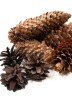 Шишки сосновые и еловые, 9 литров ТВ-350