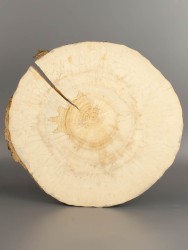 Спил дерева клён (шпальт) d 25-27 см ТВ-1997