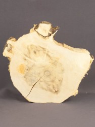 Спил дерева клён d 23-26 см ТВ-1698