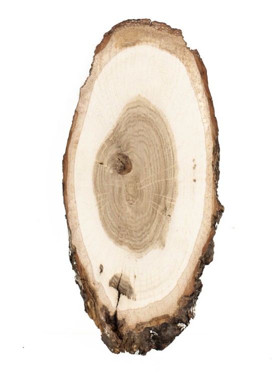 Спил дерева дуб d 7-16 см ТВ-1014