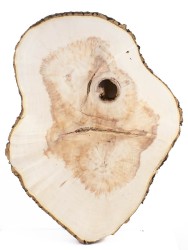 Спил дерева клён d 37-46 см ТВ-1562