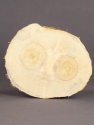 Спил дерева клён d 15-18 см ТВ-1699