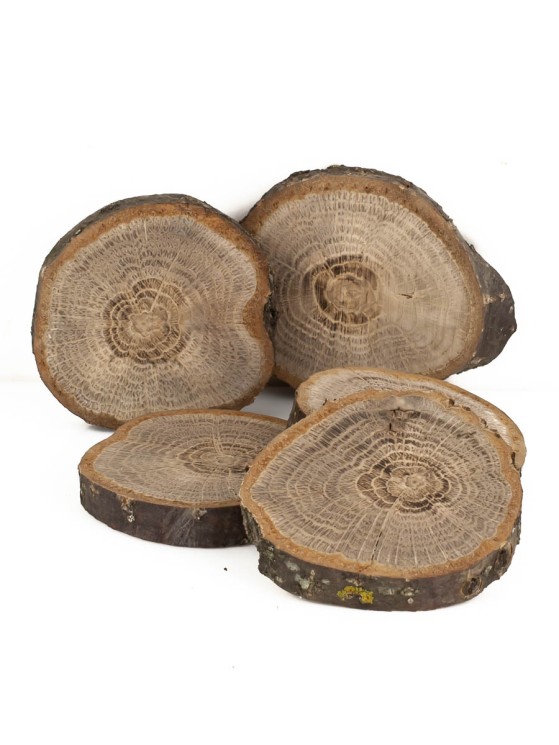 Спил дерева дуб d 5-7 см (5 шт.) ТВ-1015