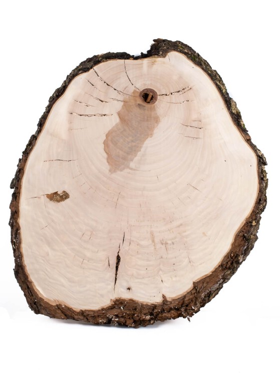 Спил дерева груша d 40-48 см ТВ-1563