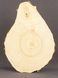 Спил дерева клён d 15-20 см ТВ-1700