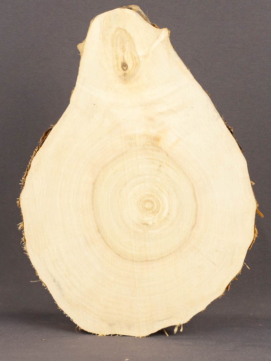 Спил дерева клён d 15-20 см ТВ-1700