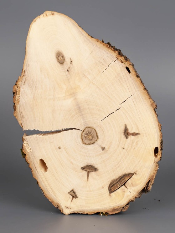 Спил дерева груша d 12-18 см ТВ-1795