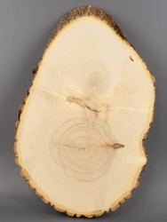 Спил дерева клён d 26-42 см ТВ-2001