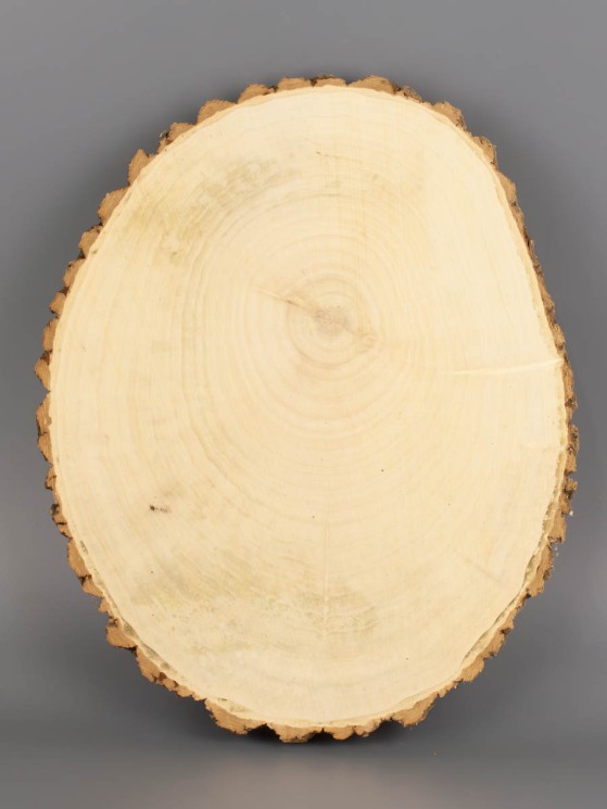 Спил дерева клён d 22-27 см ТВ-2015