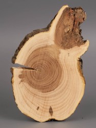 Спил дерева яблоня d 10-15 см ТВ-1877