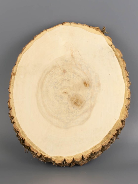 Спил дерева клён d 22-26 см ТВ-2016